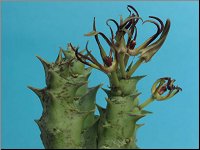 Orbea luntii 